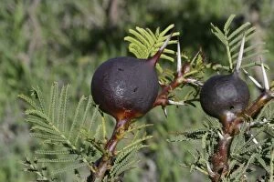 Acacias Gallery: Acacia Ants - Whistling Thorn and Stinging Ants, on Acacia Gall Plant
