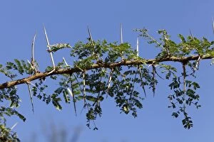 Acacia Bush - showing large thorns on branch