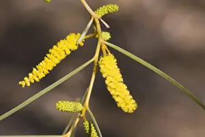 Acacias Prints: Acacia desmondii - Olive Pink Botanic Gardens