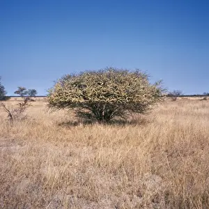Acacia Etosha National Park, South West Africa