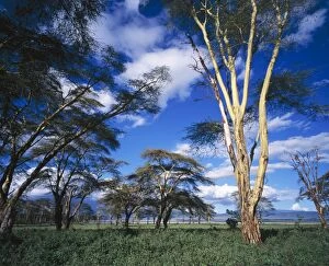 Images Dated 24th March 2005: Acacia - Fever Trees Ngorongoro Crater, Tanzania