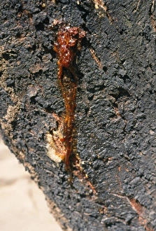 Images Dated 19th December 2007: Acacia - oozing gum