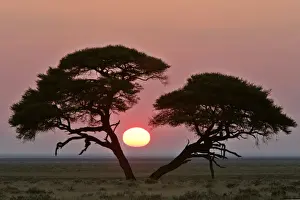 Magic Prints: Acacia at sunrise magnicifent specimen of Umbrella Thorn in savanna Etosha National Park
