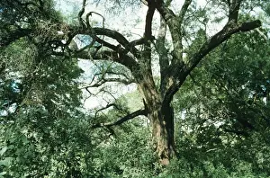 Acacia tortilis - Ethiopia