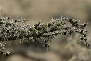 Acacia Tree - close-up