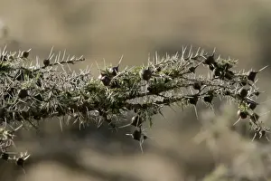 Partnership Prints: Acacia Tree - close-up. Kenya - Africa