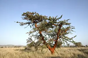 Acacias Prints: Acacia Tree. Kenya - Africa