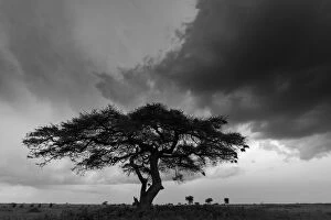 Acacia tree, Serengeti National Park, Tanzania