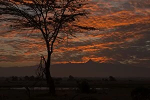 Acacia Tree - silhouette at sunset