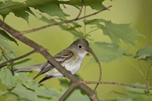 Images Dated 14th May 2012: Acadian Flycatcher