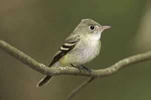 Images Dated 2nd June 2005: Acadian Flycatcher