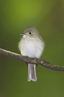 Images Dated 21st May 2008: Acadian Flycatcher - On branch