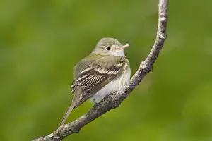 Flycatchers Prints: Acadian Flycatcher - On branch - Connecticut in May. USA
