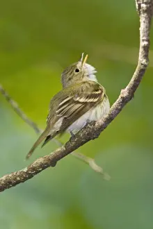 Acadian Flycatcher - On branch - Connecticut in May. USA