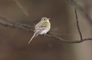 Acadian Flycatcher, Connecticut, USA in June