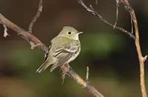 Acadian Flycatcher, Connecticut, USA in June