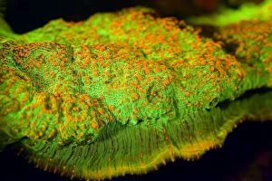 Bioluminescence Gallery: Acan Coral showing fluorescent colours when photographed