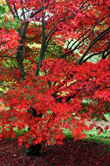 Colours Prints: Acer palmatum - Autumn colour at Winkwort Arboretum