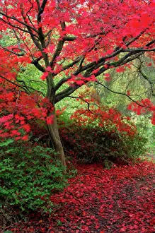 Maple Prints: Acer palmatum - Autumn colour at Winkworth Arboretum, Surrey, UK. October