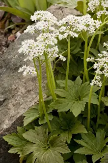 Aceriphyllum or Mukdenia (Aceriphyllum rossii). N. China