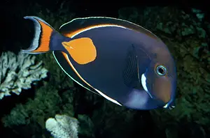 Indo Pacific Prints: Achilles Tang (Surgeonfish) Tropical Indo-Pacific