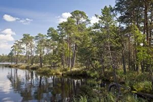 Pines Gallery: Acidic lake in Meenikunno Mstikukaitseala bog