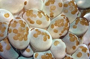 Acoel Flatworms on Bubble Coral (Plerogyra sinuosa)