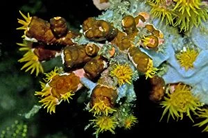 Behavour Gallery: Acoelous flatworms on Tubastraea faulkneri cup coral