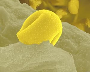 Microscopic Gallery: Aconite Anther - with pollen