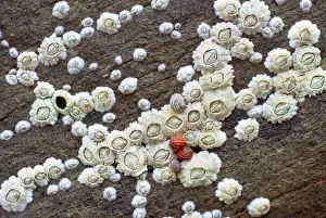 Barnacle Prints: Acorn Barnacles
