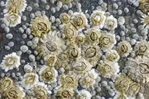 Barnacle Prints: Acorn Barnacles exposed at low tide - Brough Head - Orkney Mainland IN000913