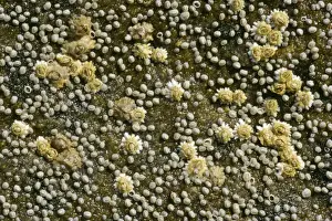 Barnacle Prints: Acorn barnacles on a rock at low tide coast near Elgol