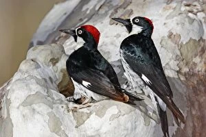 Images Dated 28th February 2007: Acorn Woodpecker