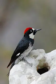 Acorn Woodpecker