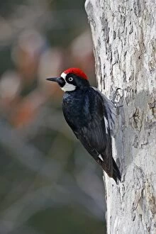 Images Dated 28th February 2007: Acorn Woodpecker