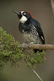 Acorn Woodpecker - Arizona - Range is western United States to Colombia - Habitat is woods-groves-mixed forest-oak-pine canyons and foothills - Stores acorns in bark