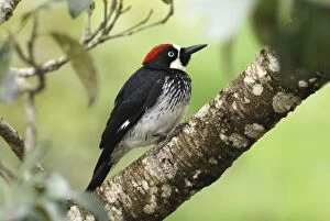 Images Dated 12th February 2006: Acorn Woodpecker Belize
