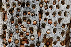 Trunk Prints: Acorn Woodpecker cache