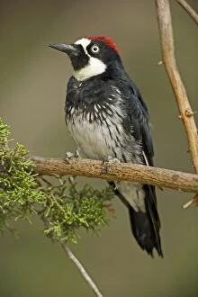 Images Dated 29th August 2006: Acorn Woodpecker - Habitat is woods, groves, mixed forest, canyons and foothills