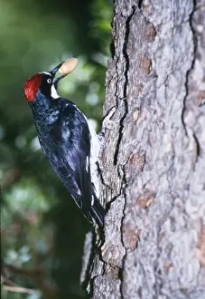 Acorn Woodpecker - holding acorn