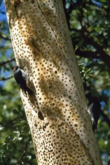 Acorn Woodpecker - on Tree