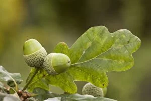 Acorns of common oak or durmast oak