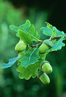 Leaf Collection: Acorns English Oak