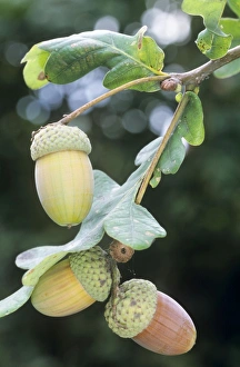 Images Dated 24th February 2006: Acorns - on Oak tree