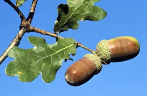 Acorns - on Oak tree