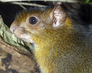 Images Dated 21st April 2007: Acouchy- South American cursorial rodent