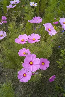 Cosmos Prints: Acres of cosmos can be seen on field borders in France - particularly in the Loire district