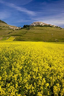 Floral Gallery: Acres of yellow wildflowers below the medieval
