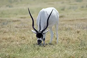 Antelopes Prints: Addax - grazing - remnant population in North Africa