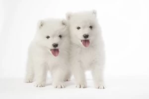 Samoyeds Gallery: DOG